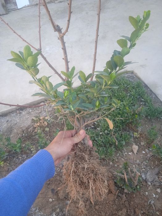 Shamshod arginal kochat