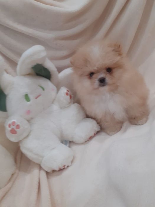 Продам щенков шпица.