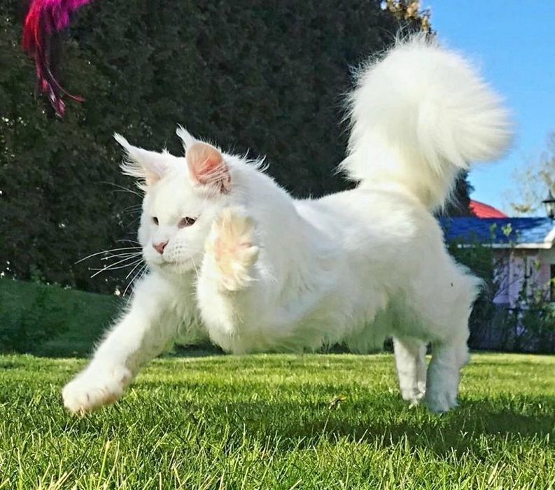 БЕЛОСНЕЖКИ  котята - кунята