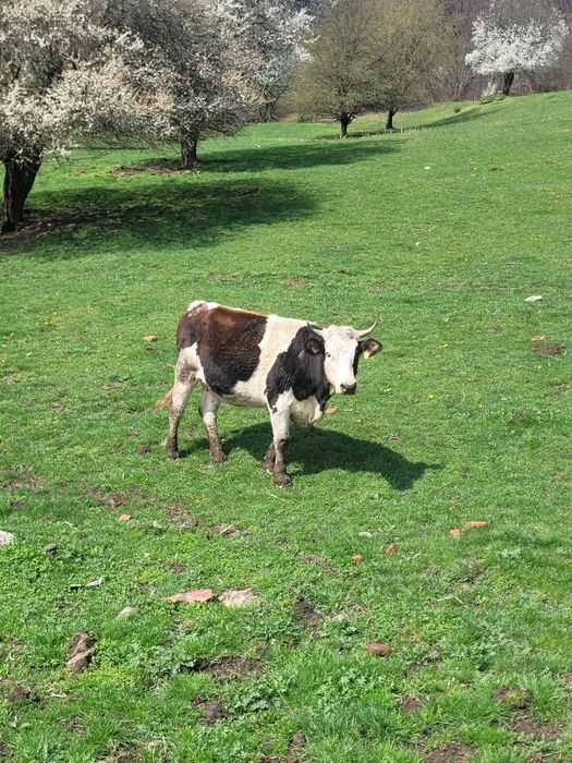 Vând 2 juninci pregătite de fatat