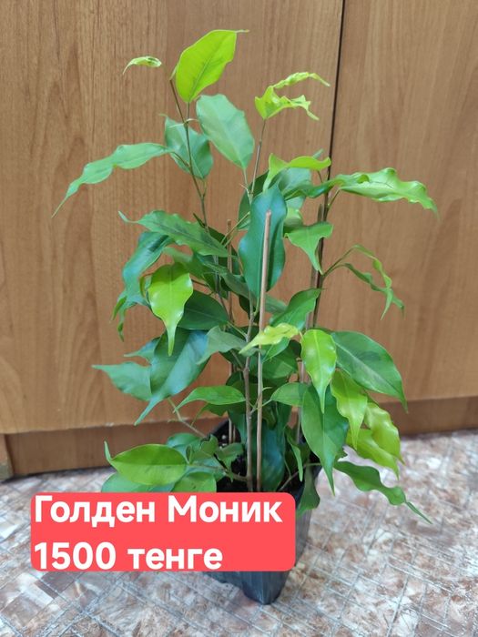 Фикусы Бенджамина