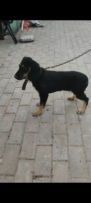 Продам щенка девочка спаниель