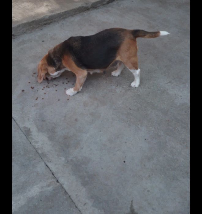 Dau spre adopție