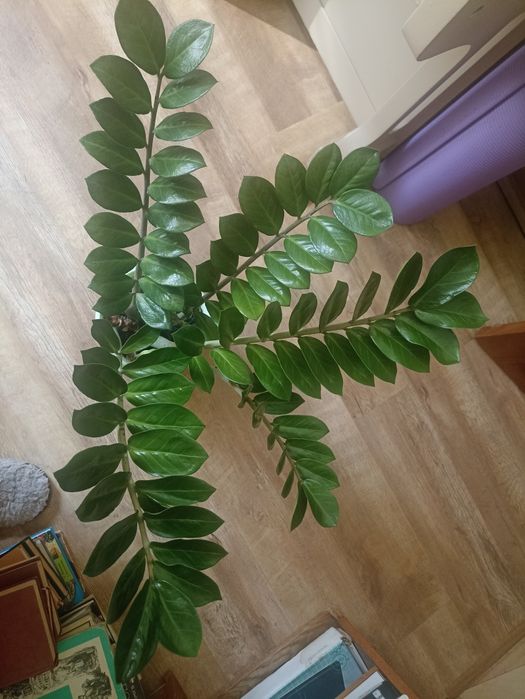 Суккуленты продам