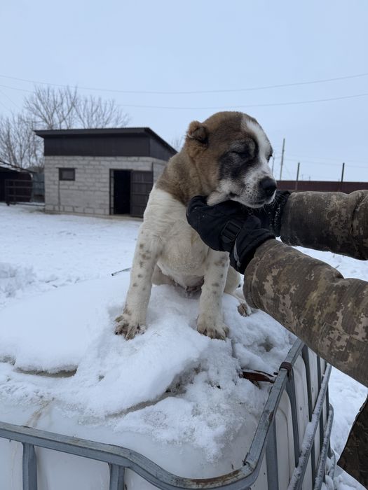 Продам щенка алабая кабель 3 мес