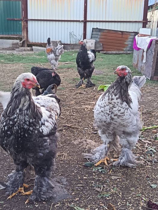 Продам петухов брама