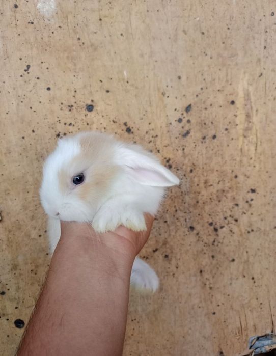 Mini quyonlar sotiladi.