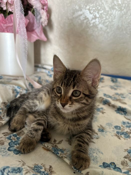 Отдам котенка в добрые руки