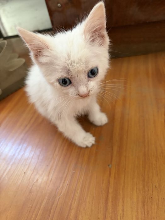 Белый котенок в добрые руки