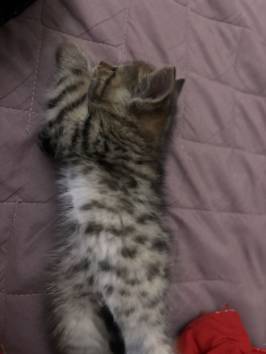 котенок метис девочкс