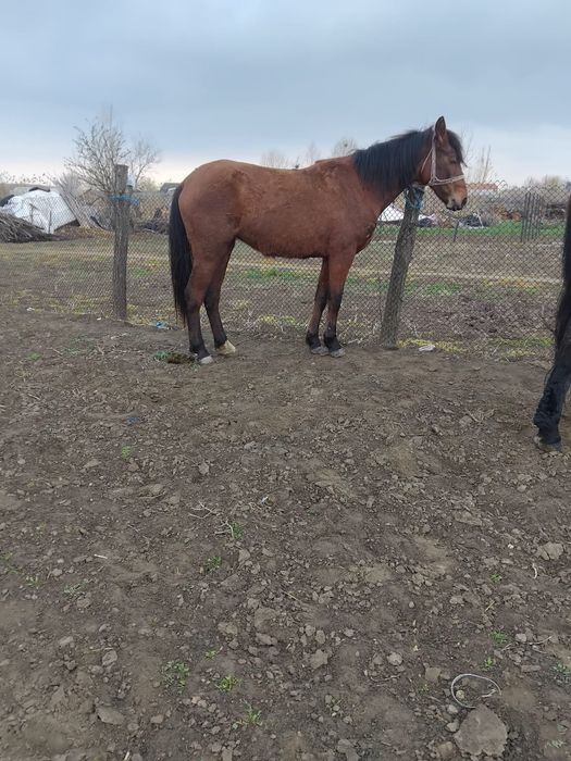 Vând cârlană tânără.