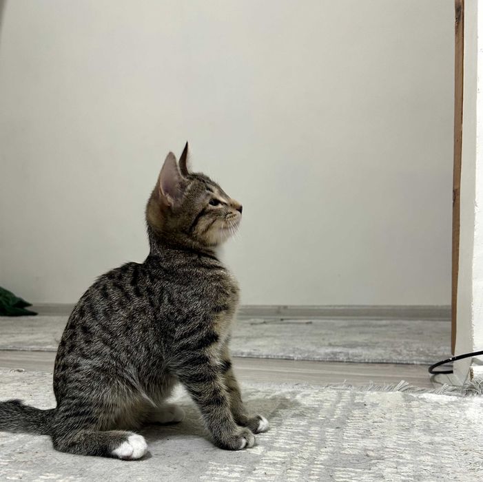 котенок в добрые руки