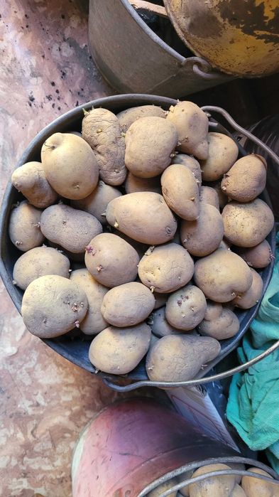 Продам домашнюю картошку