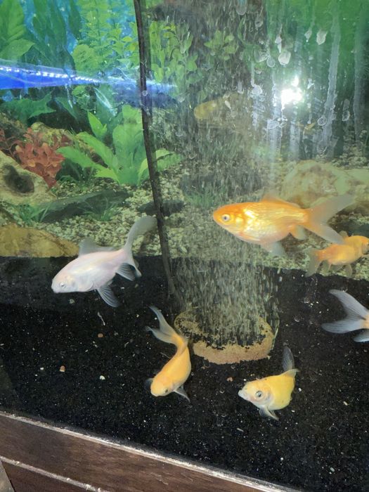 Продам рыб комет