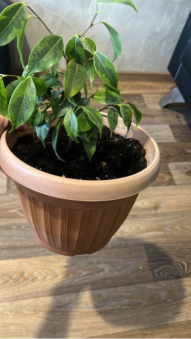 Комнатные цветы разные.