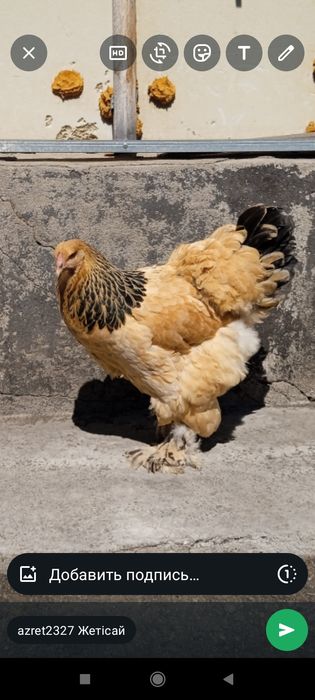 Брама чистокровная