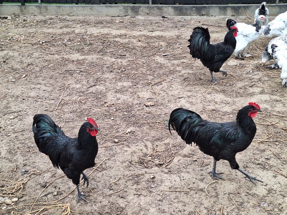 Cocosi Australop Negru