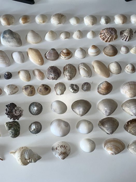 Ракушки морские, настоящие