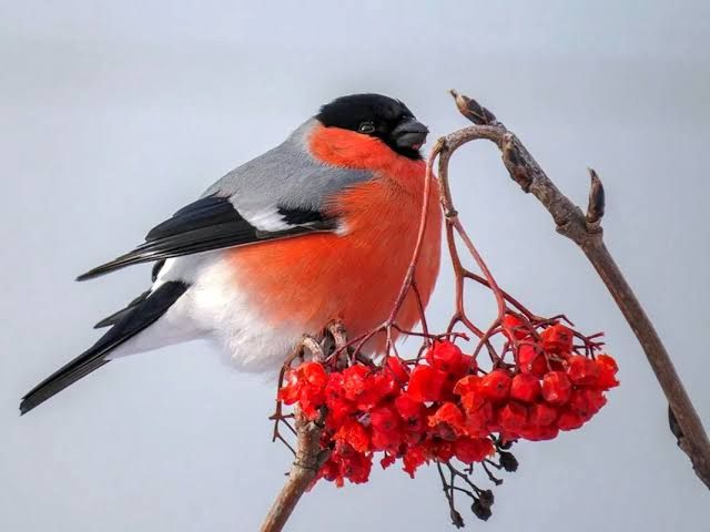 Снегири самка самец пара