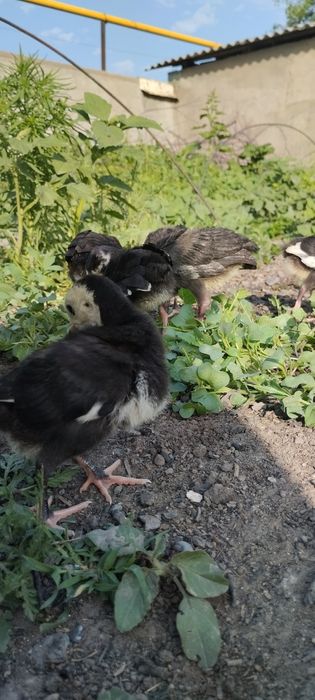 Продам индюшат домашних