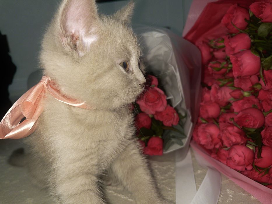 Британский котик,породистый