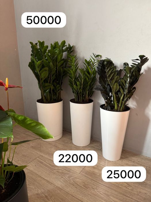 фикус долларовое дерево цветы растения озеление