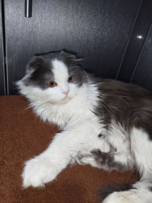 Вяскага берилади