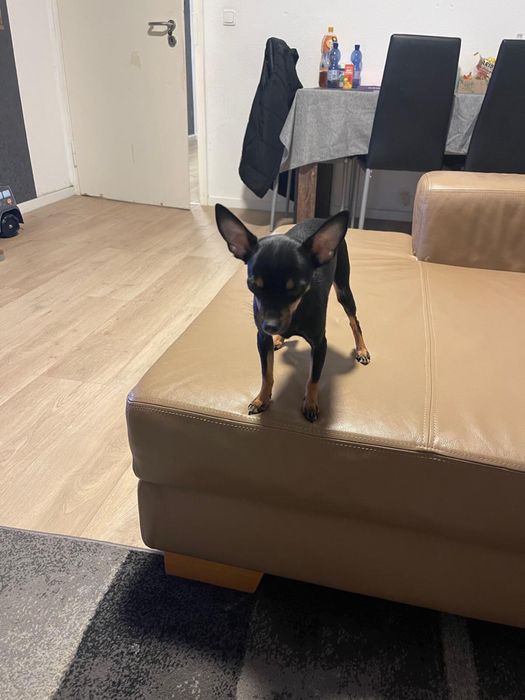 Продавам Женски Мини Пинчер на 7-месеца !