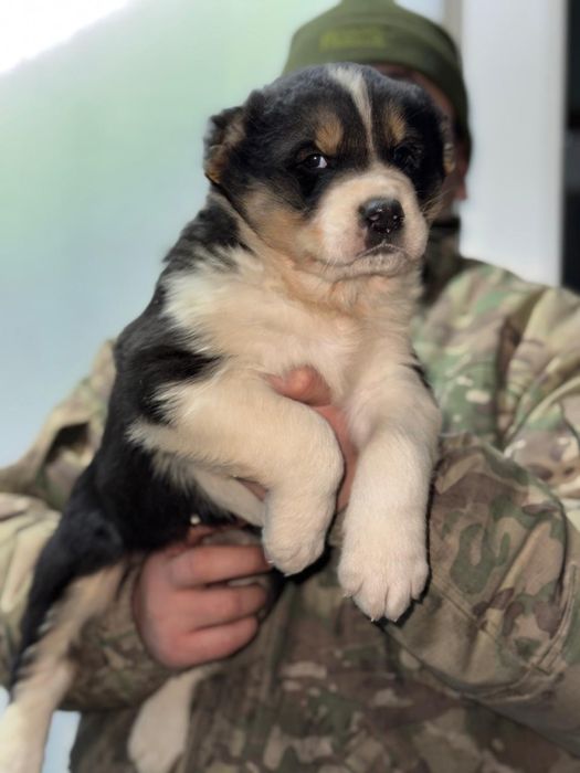 Алабай күшік сатылады