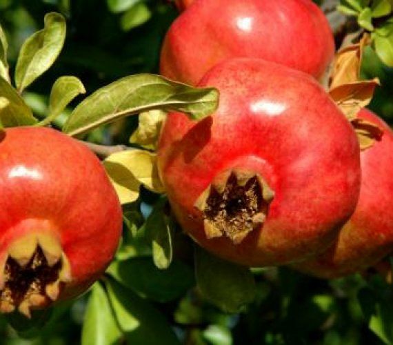 Pomi Exotici (Rodie )