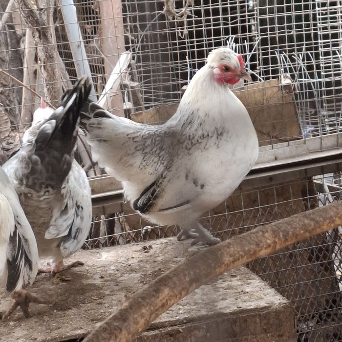 Продам карликовых петушков и курочек!