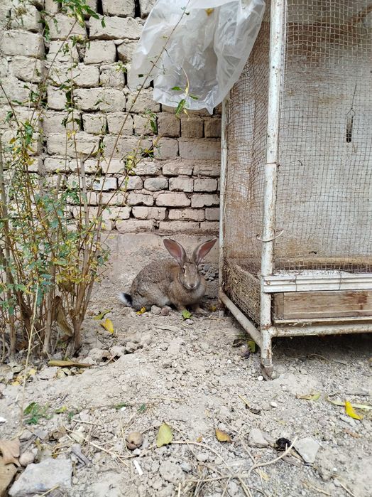 FLANDIR SAMKA arzonchi kotta yiri narsa