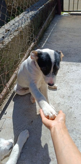 Se dau câini și pisici