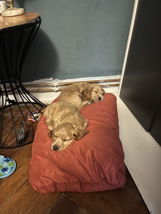 Pui cocker spaniel de vanzare