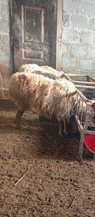 Продам бараны с откорма