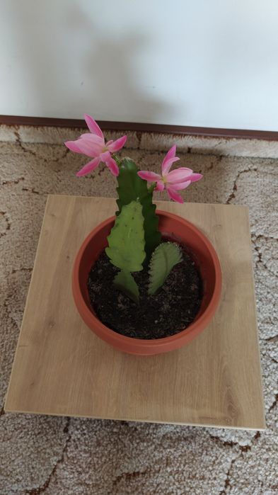 Vând cactus Epiphyllum