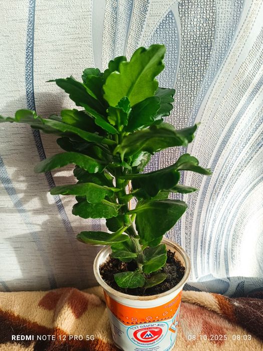 Каланхоэ декоративное