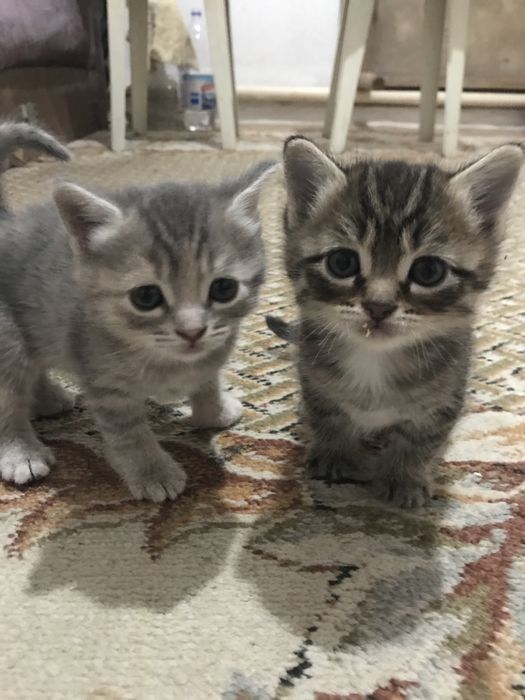 Отдам котят в добрые руки