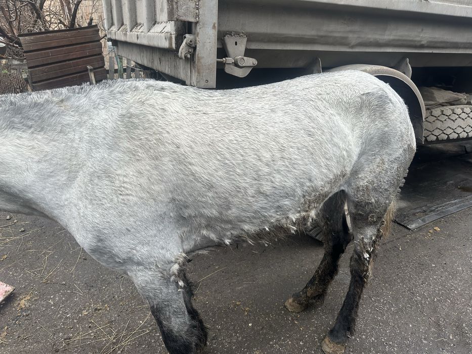 Бие, лошадь на откорме стоит