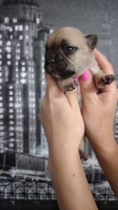 Сладкие булочки Французский бульдог