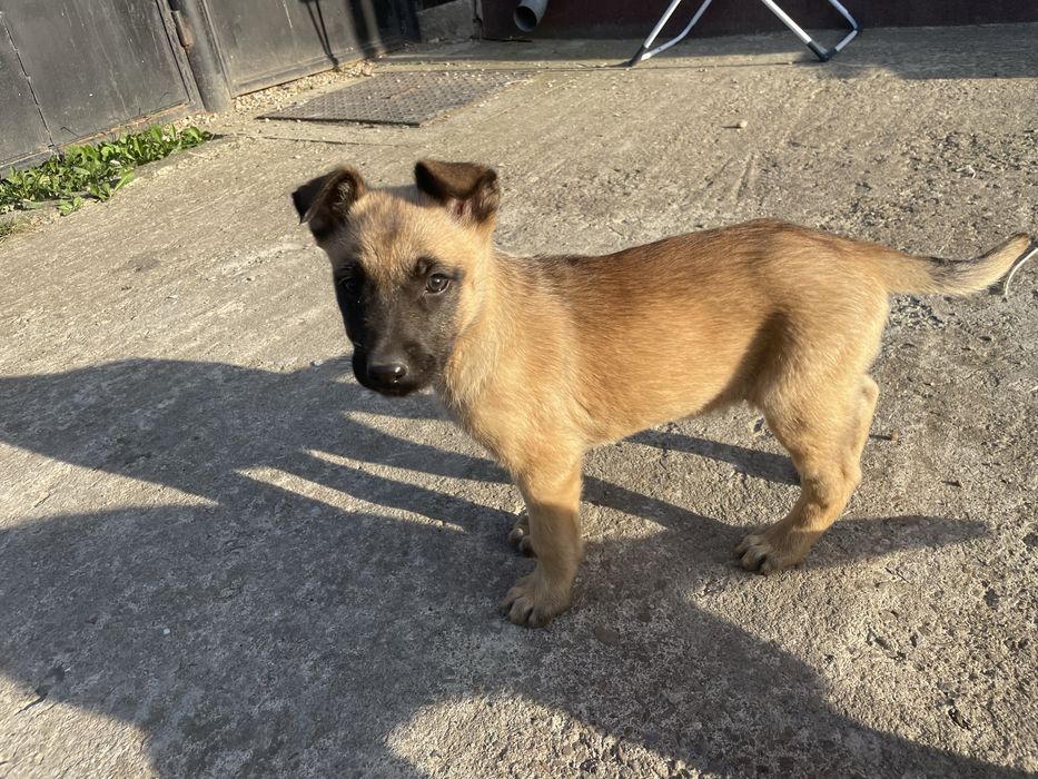 Catelusi Malinois,spre adoptie!