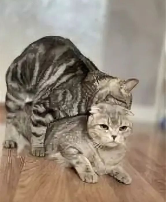 Кот на вязку опытный