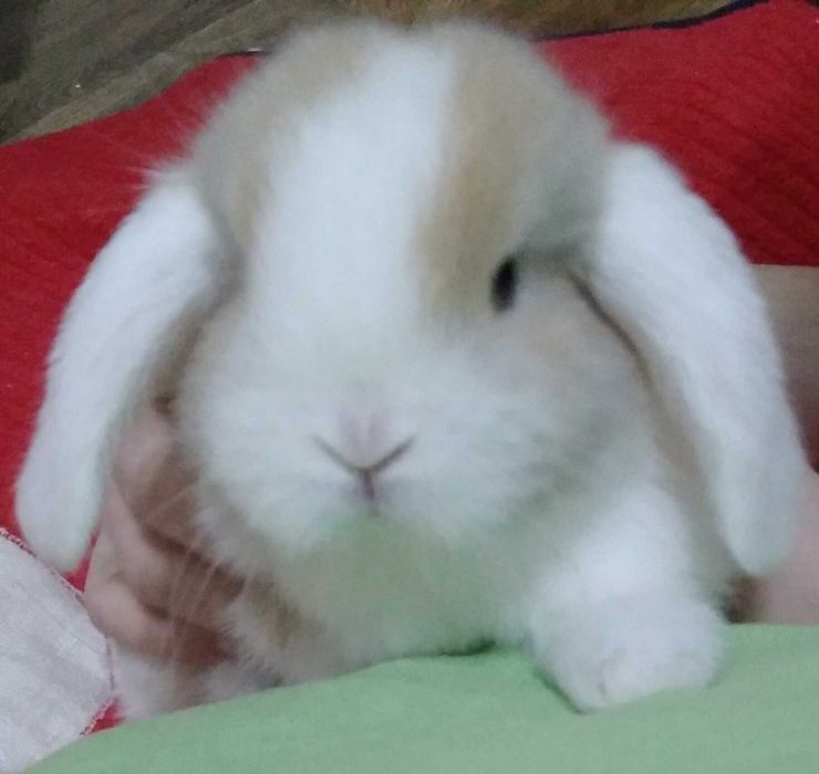 умные кролики для квартиры,порода баран