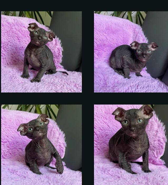 Продам котят  сфинкса