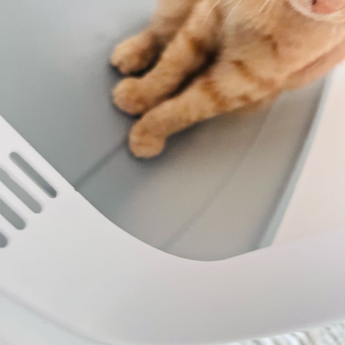 Продам Вислоухий шотландский кот