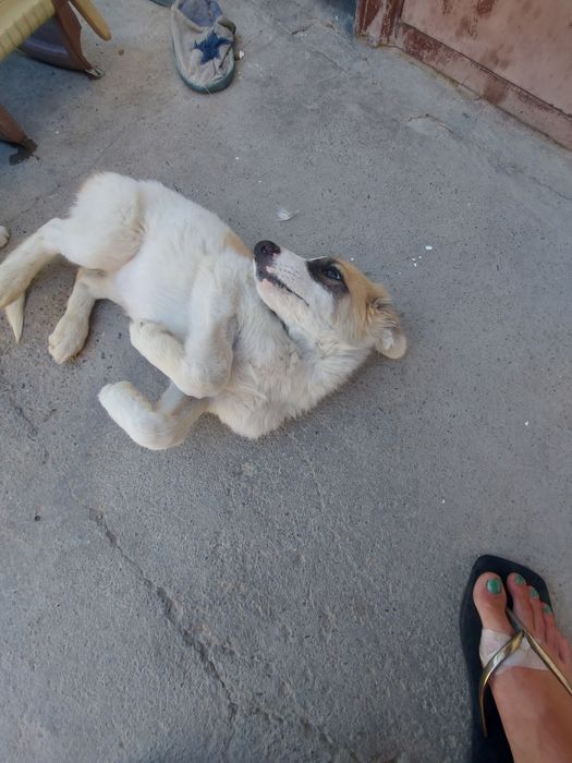 Отдам щенка девочку в добрые руки