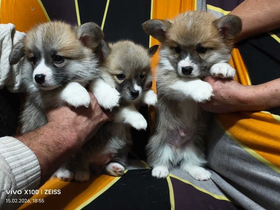 Очаровательные щенки вельш корги пемброк.