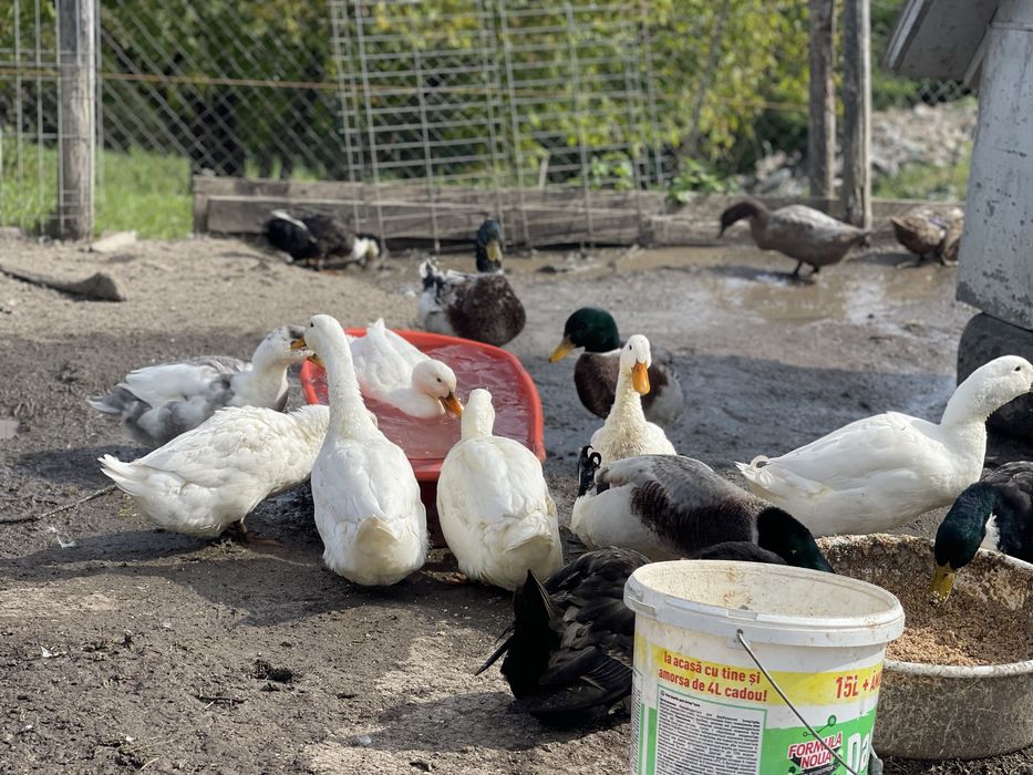 Vand rate crescute doar cu cereale si iarba verde.