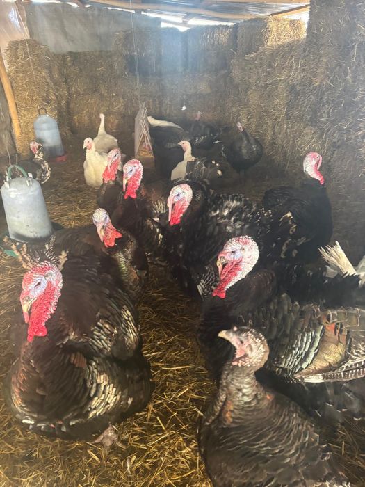 Vanzare pasari (curcani)