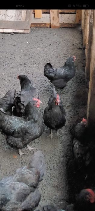 Ouă de incubat găini austrolop